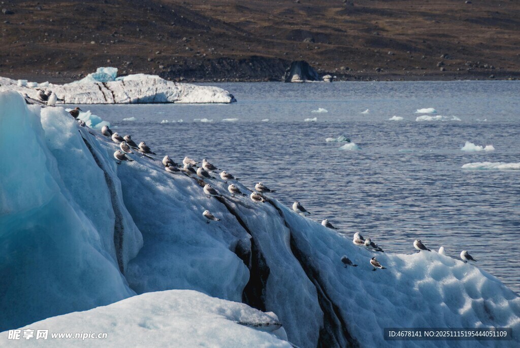 冰崖上的企鹅群