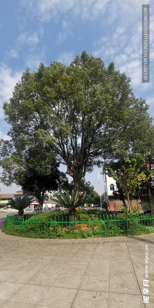 庭院中的葱郁大树