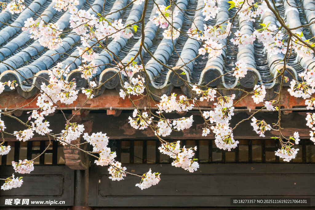 古瓦上绽放的烂漫樱花