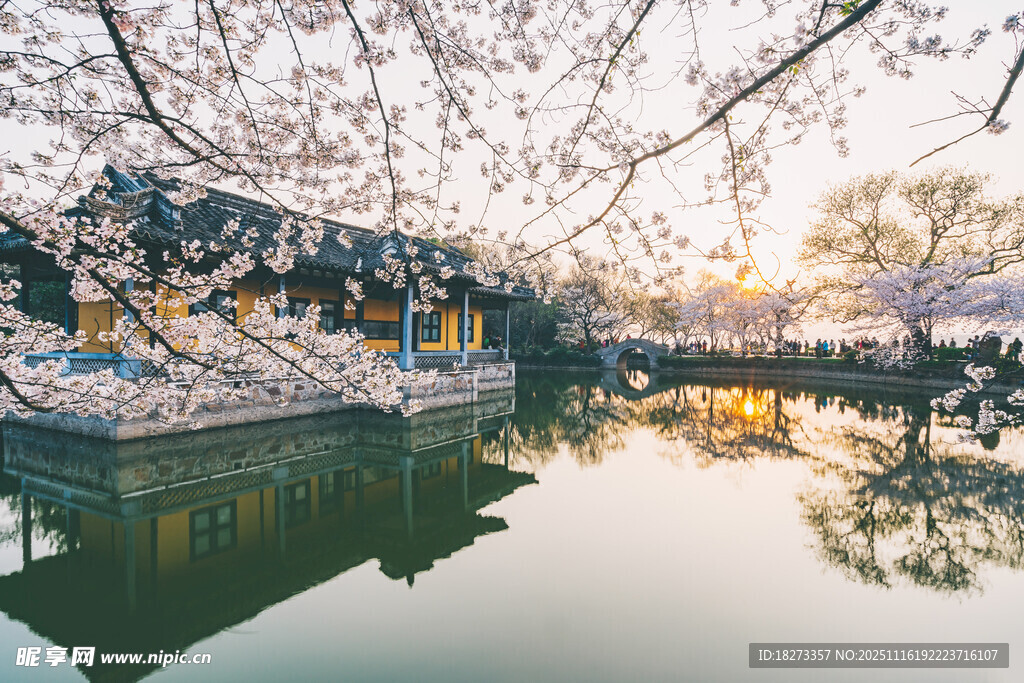烂漫樱花映古居