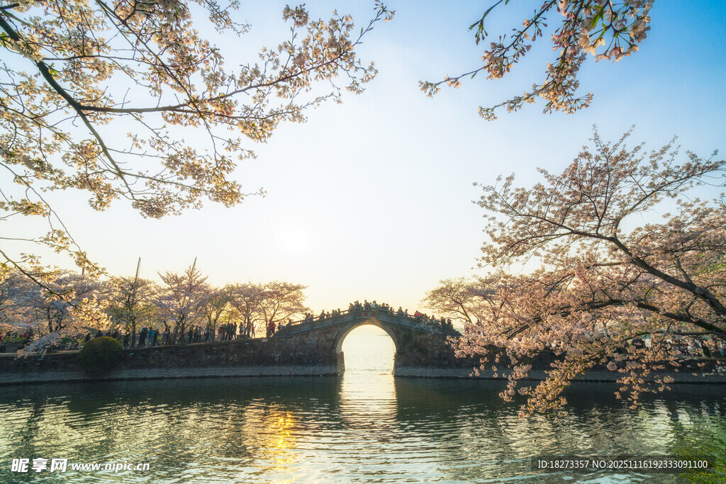 春日拱桥旁的烂漫樱花