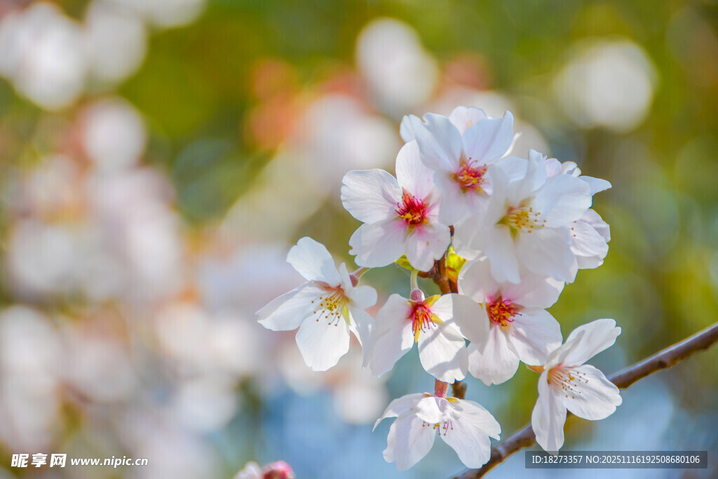 绽放的美丽白色樱花