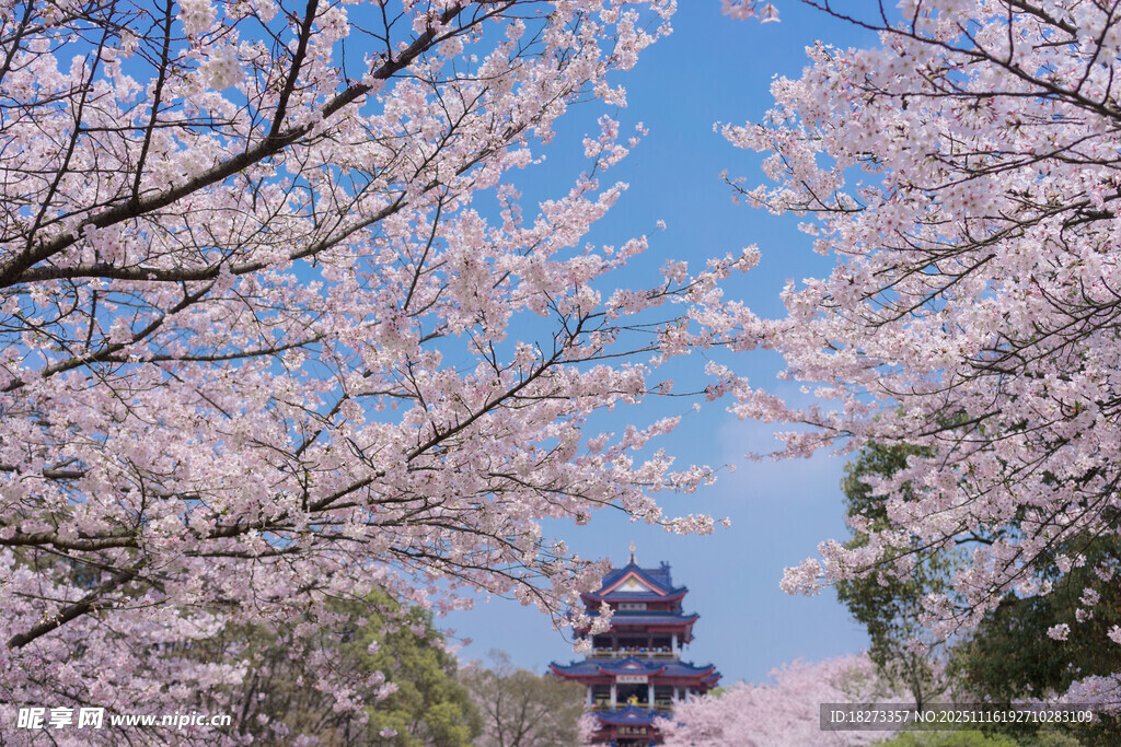 樱花烂漫中的古典建筑