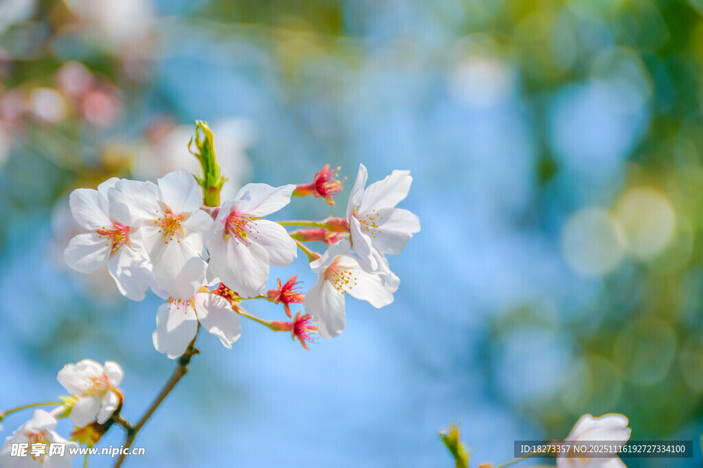 春日绽放的美丽白色花朵