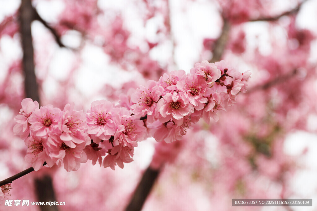 粉嫩桃花枝绽放