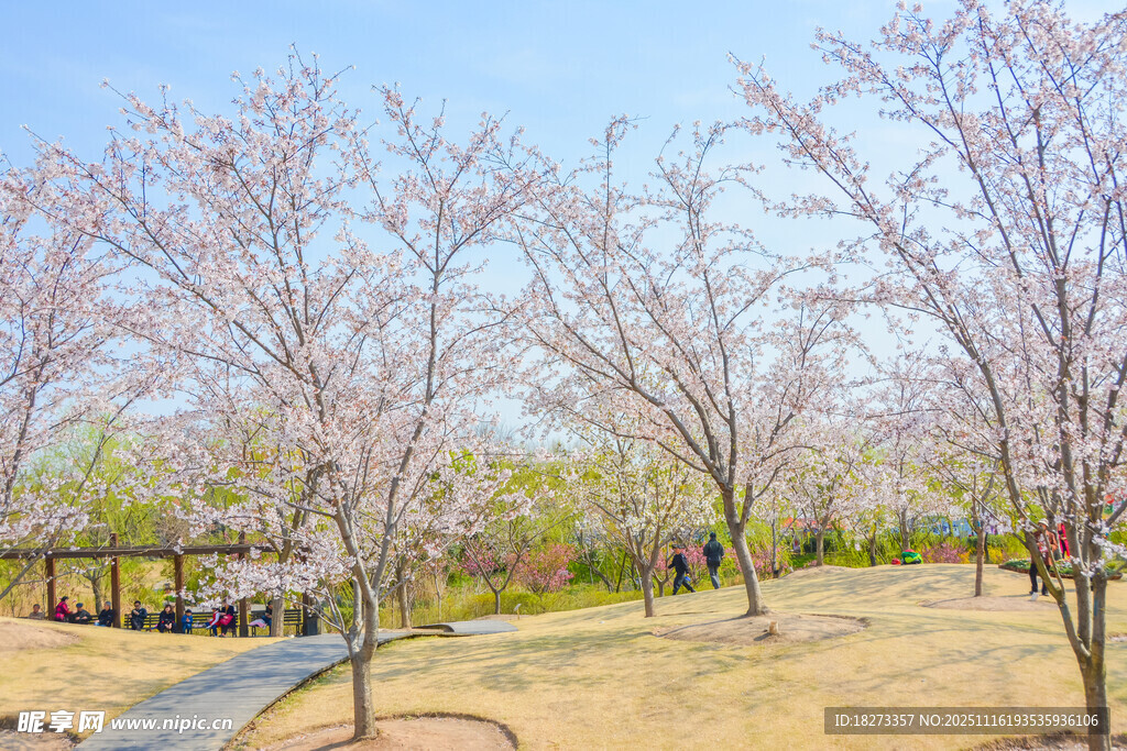 春日烂漫樱花林美景