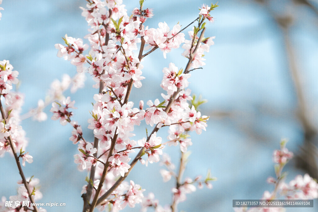 枝头绽放的樱花