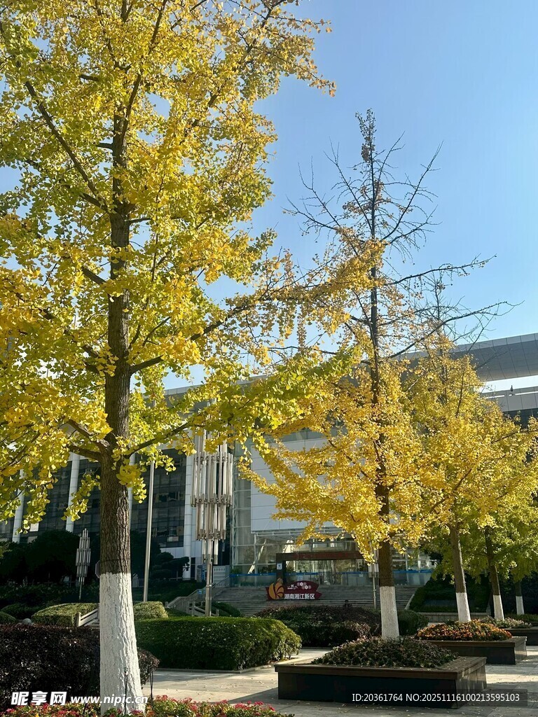 秋日街道的金黄银杏树