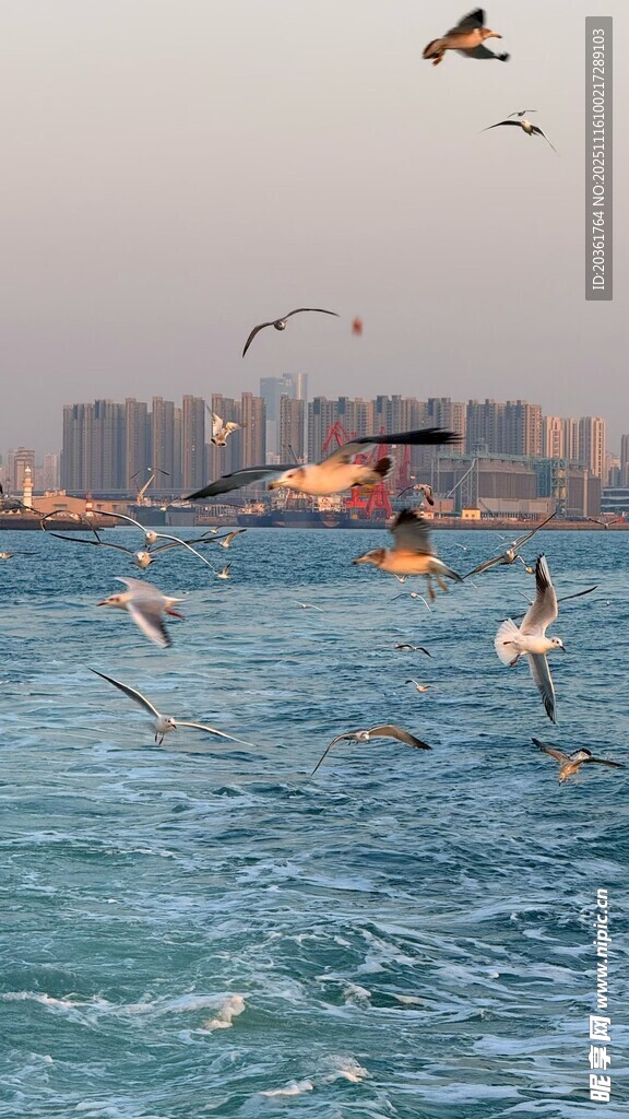 海上飞鸟与城市景观