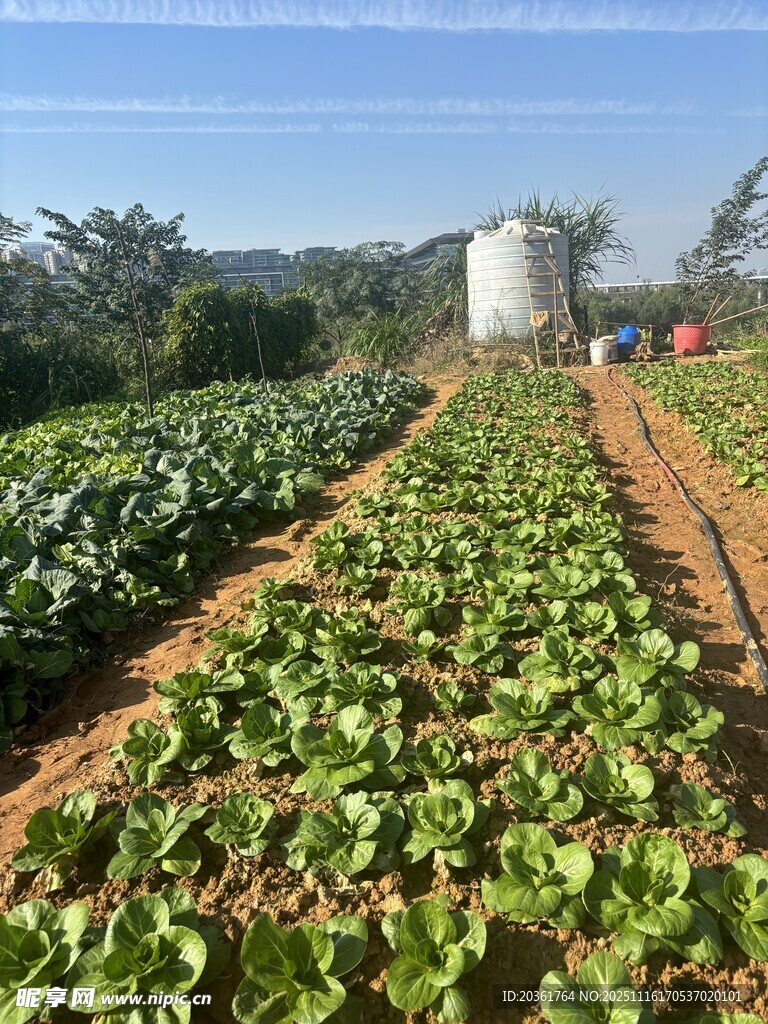 田园蔬菜种植风光