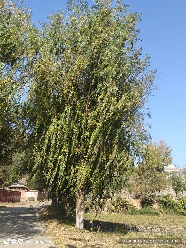 乡村路旁垂柳景色