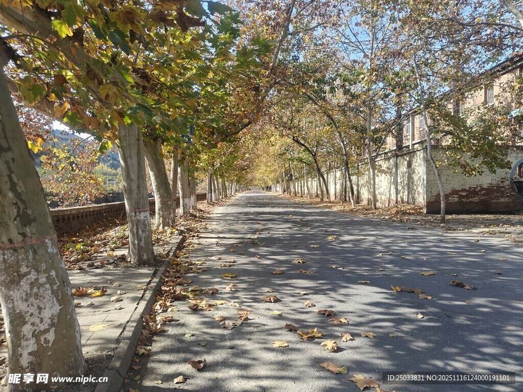 秋日林荫小道静谧风光