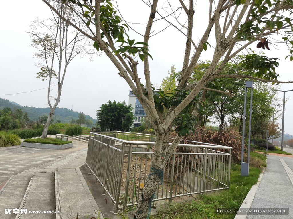 户外路旁树木与围栏景观