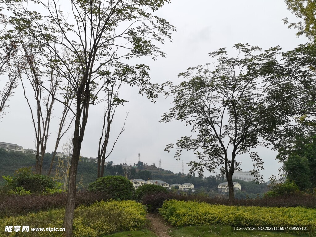 山林间的绿意景致