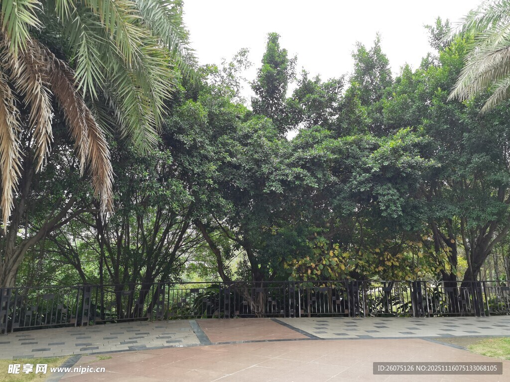 林荫小道静谧自然风景