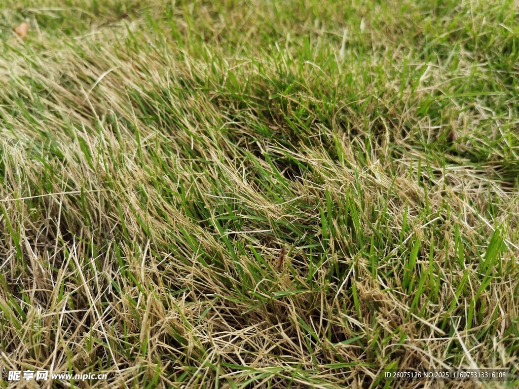 翠绿草地尽显自然生机