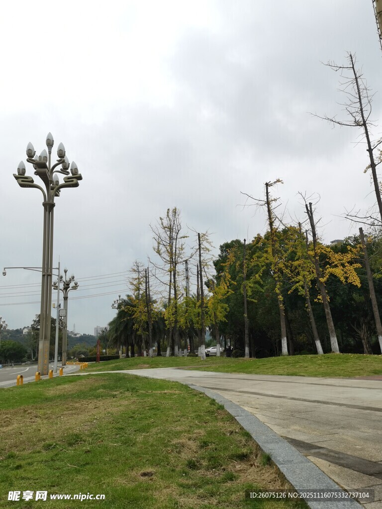 公园林荫道景观