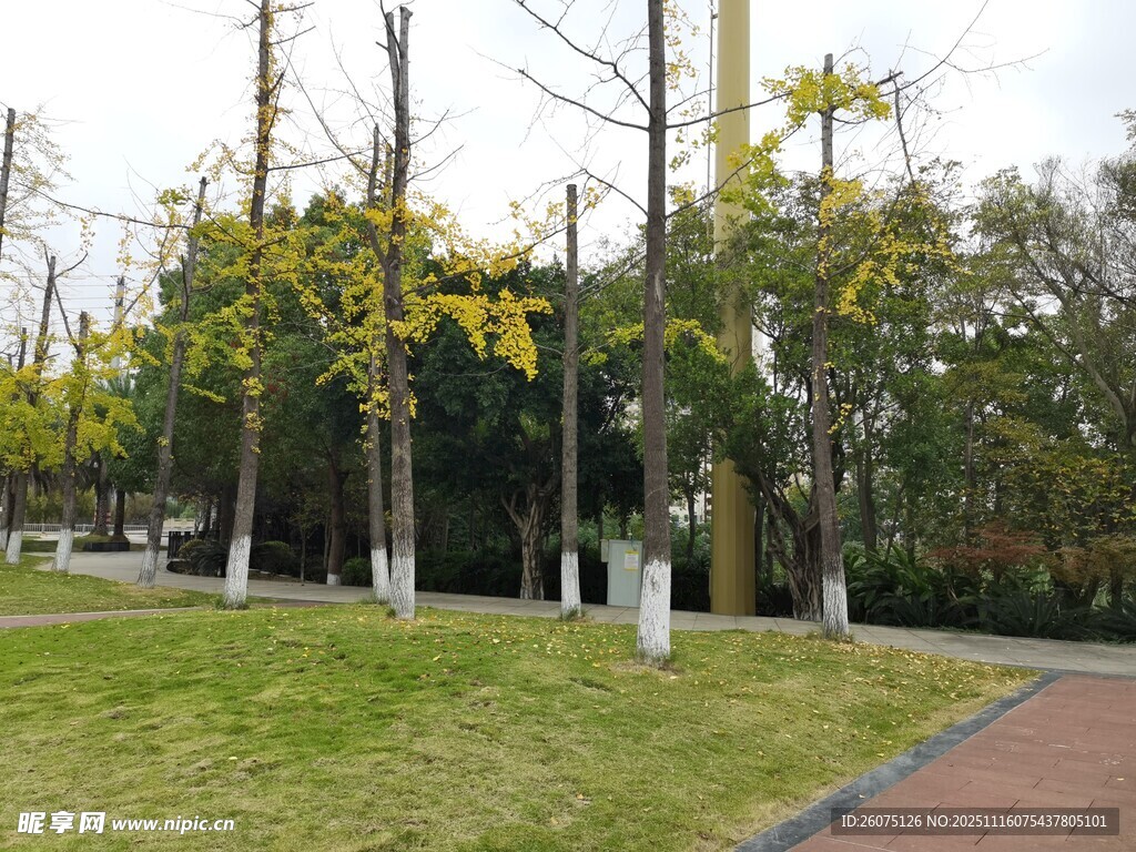 公园绿树草地景观