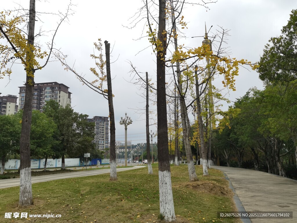 秋日城市林荫道景致