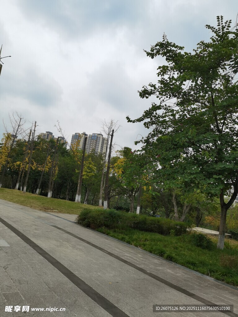 城市公园中的林荫步道