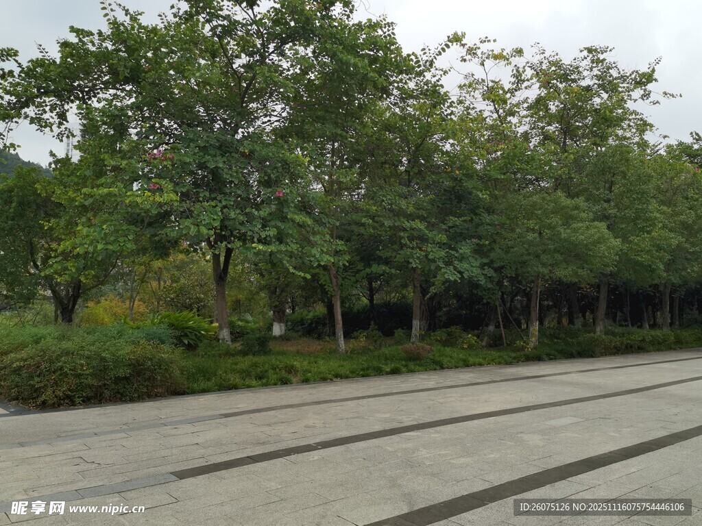 林荫下的空旷道路