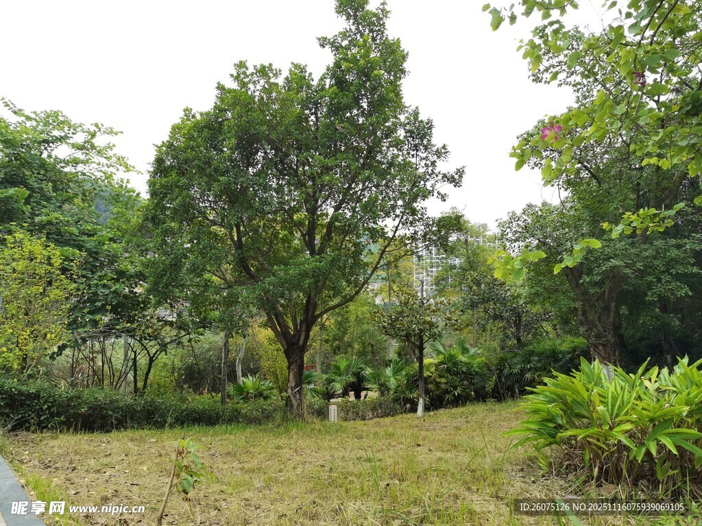 绿意盎然的户外自然景致