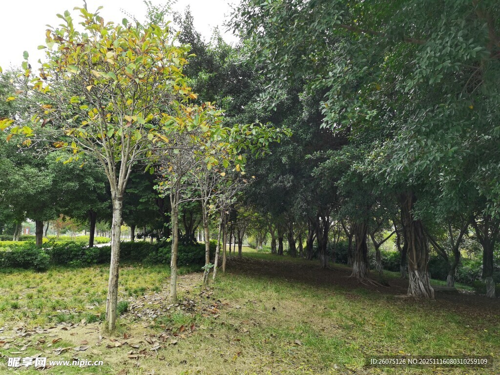 林间小径静谧自然风光