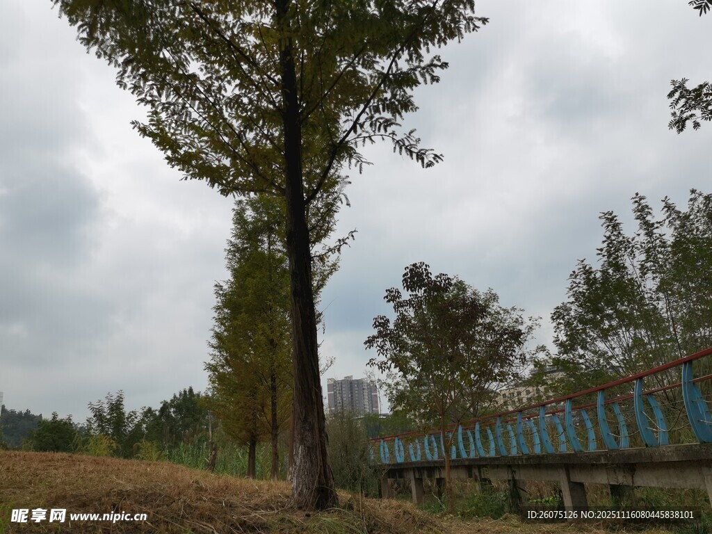 乡村路旁绿树与蓝色建筑