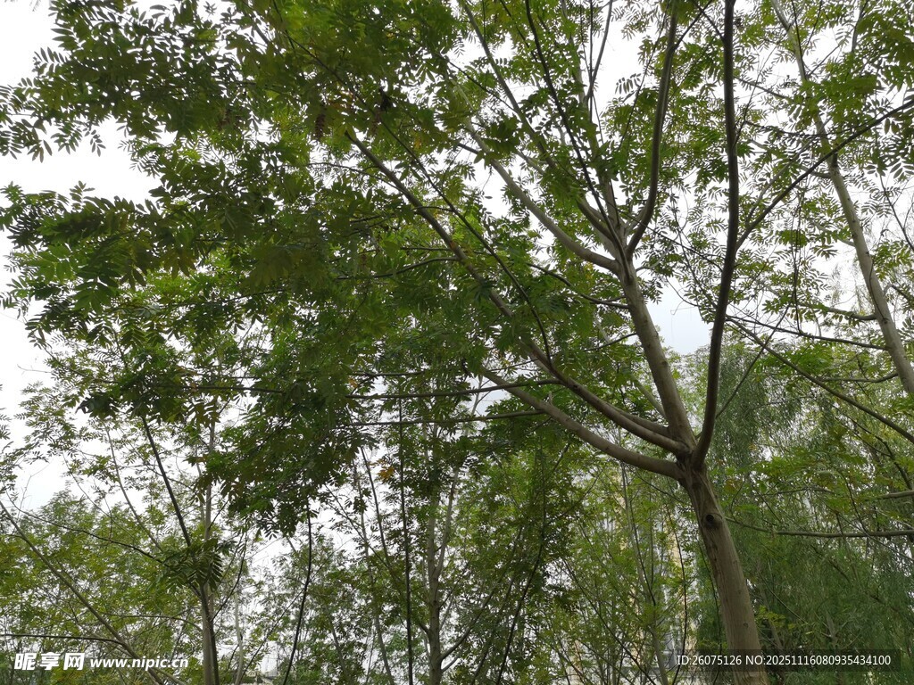 茂密树林中的挺拔树木