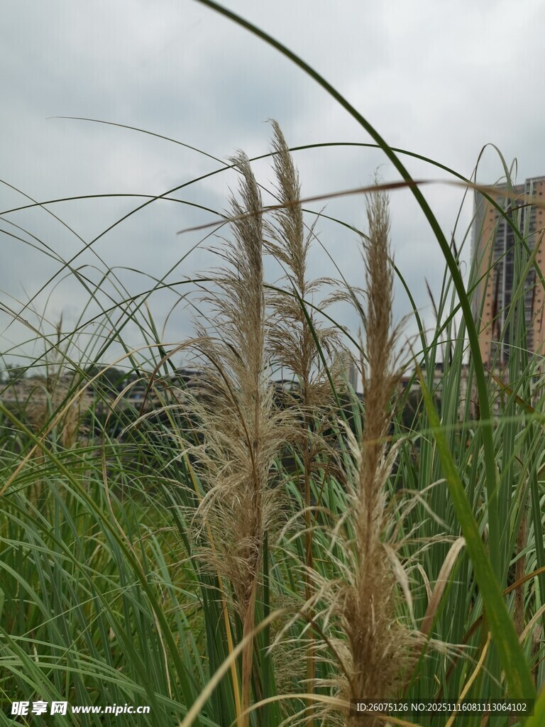 野外随风摇曳的芒草