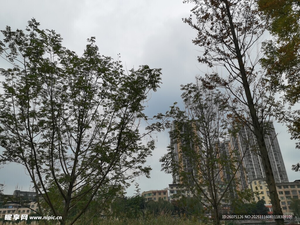 城市中的绿树与建筑景观