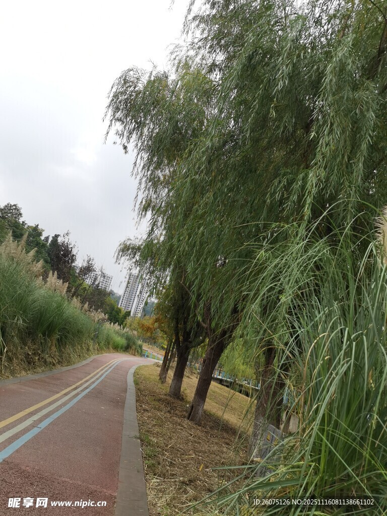 乡间林荫小道风景