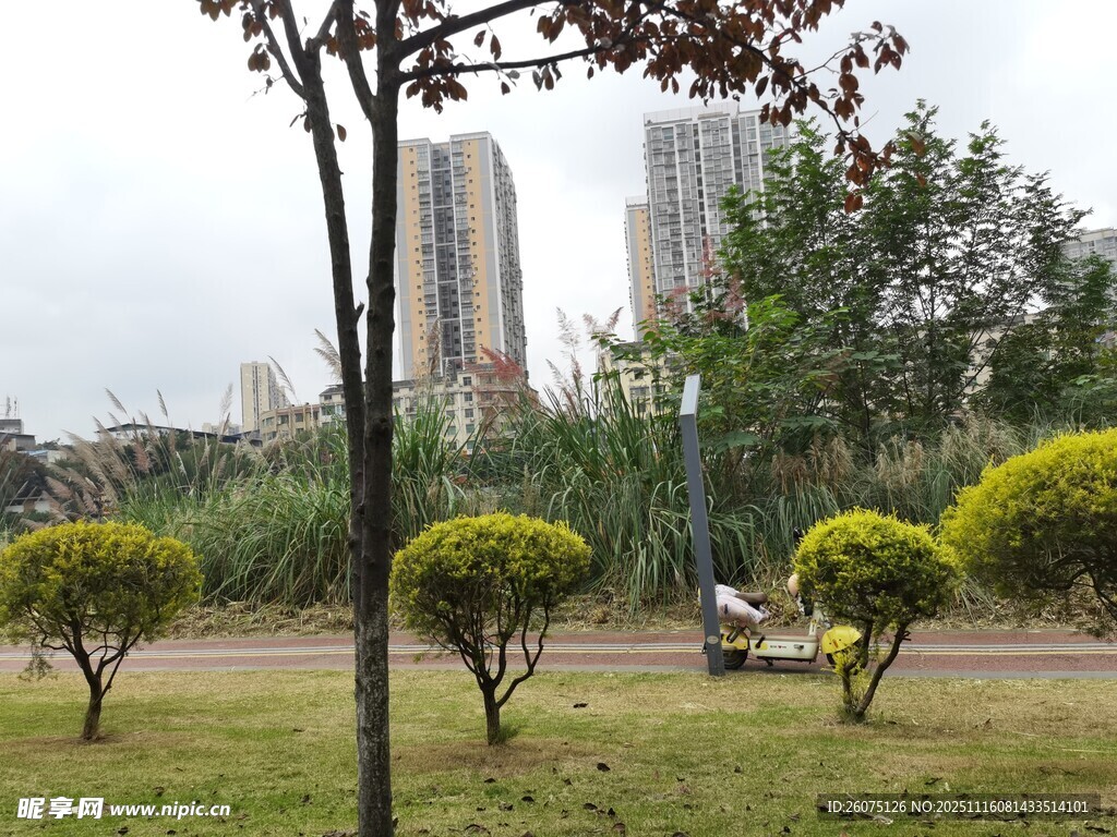 城市公园中的绿植与休闲场景