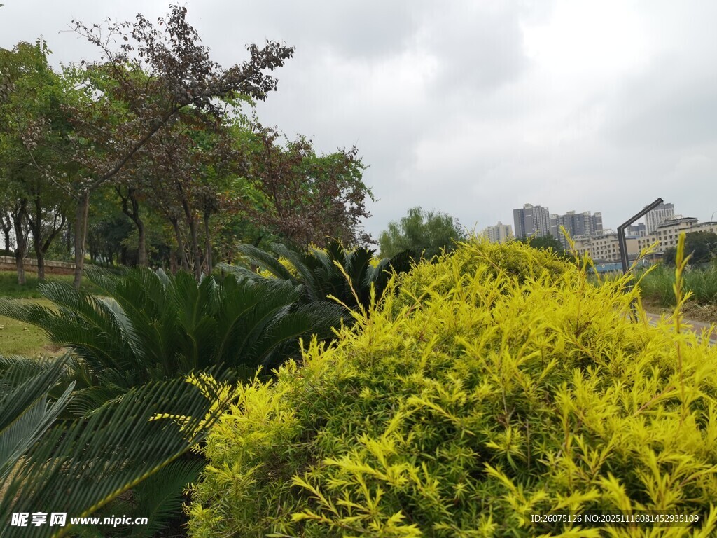 绿意盎然的户外植物景观