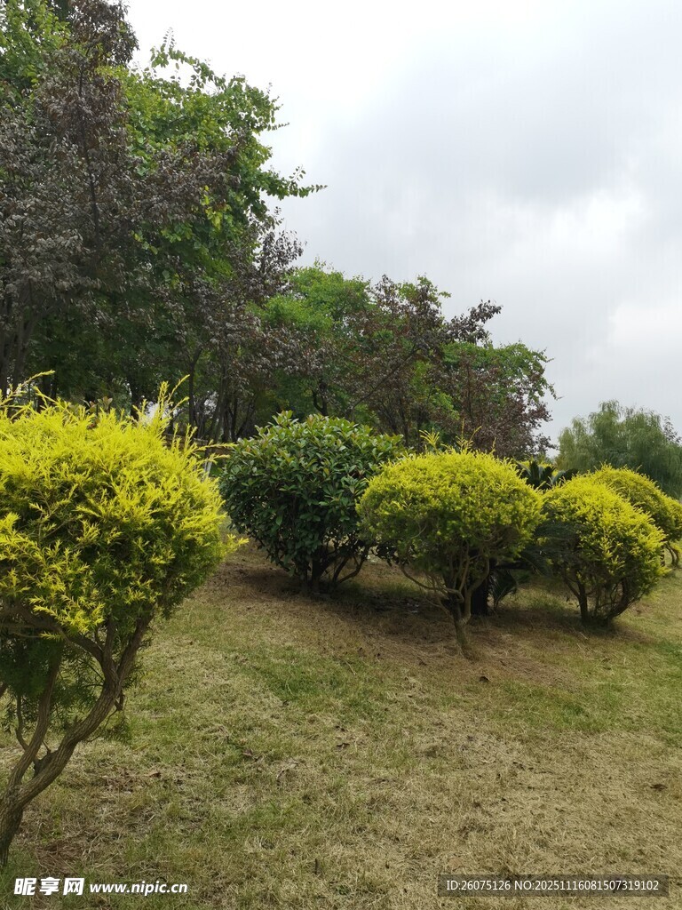 绿意盎然的园林灌木景观