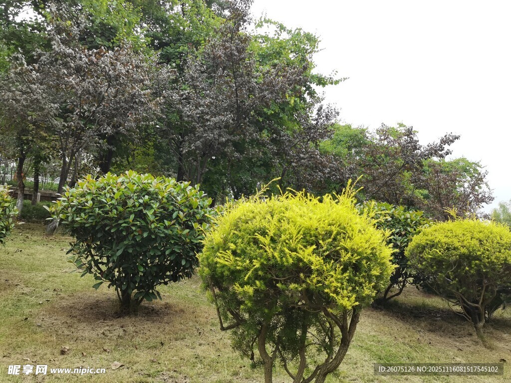 绿意盎然的球状灌木景观