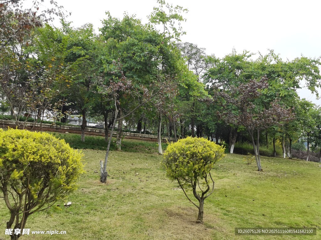 绿意盎然的公园景观