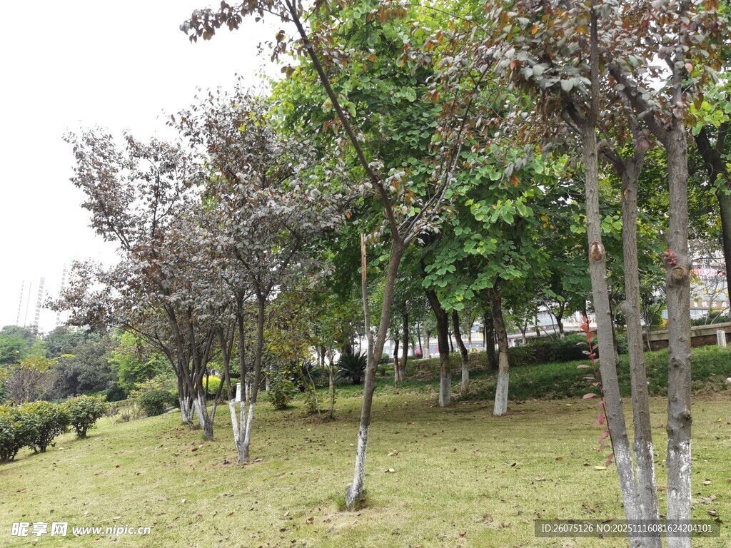 绿意盎然的户外树木景观