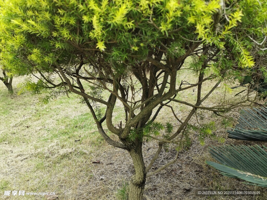 翠绿灌木展现自然生机