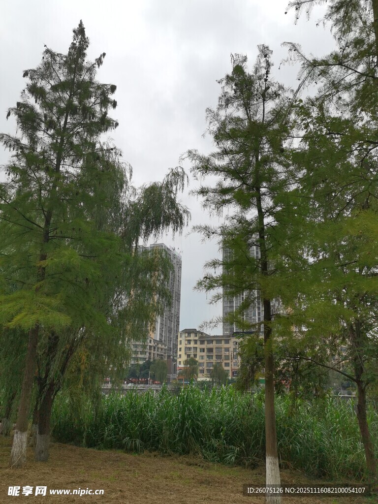 乡村绿树与远处建筑景观