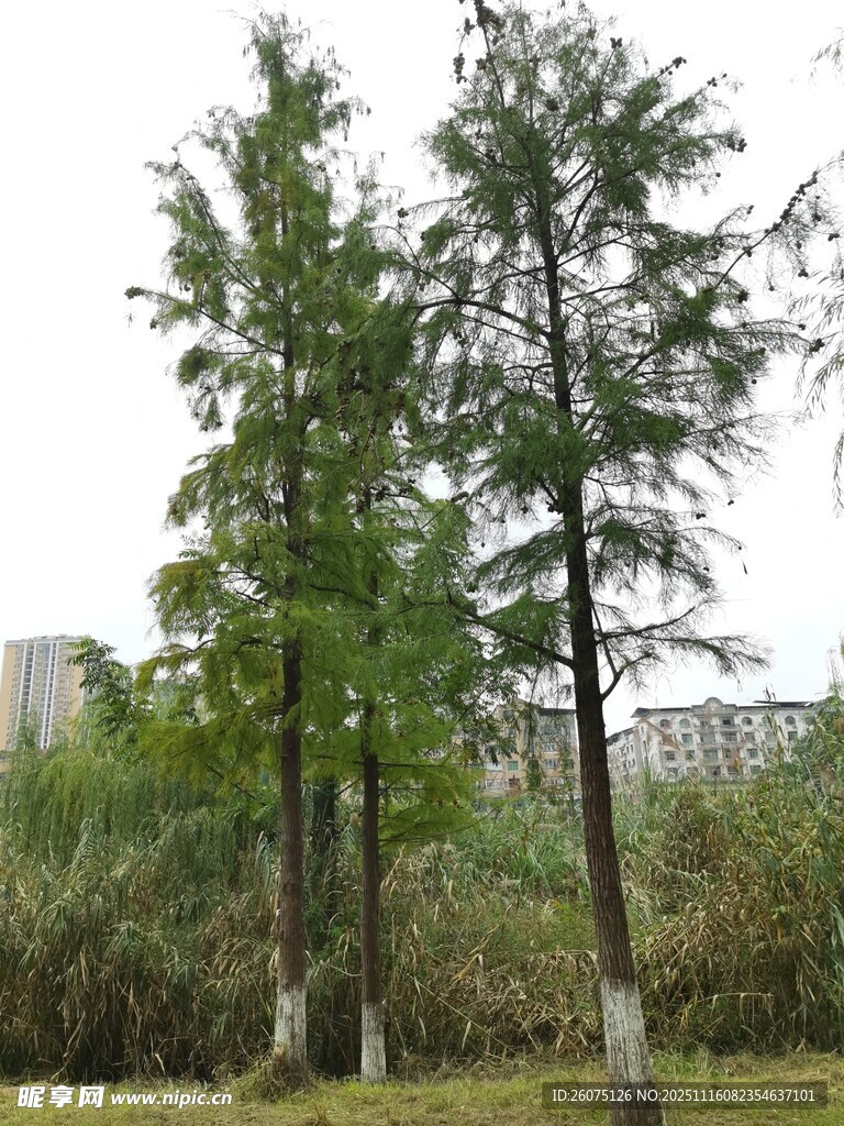 挺拔水杉树绿意盎然景