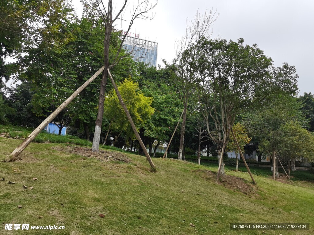 户外草地树木景观