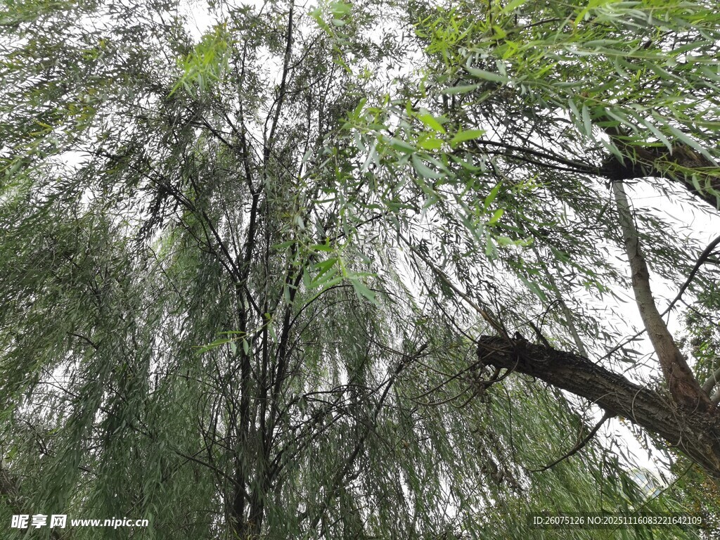 垂柳成荫的绿意景致