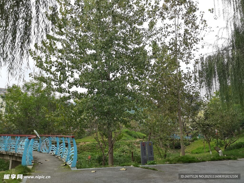 公园绿树环绕的蓝色建筑