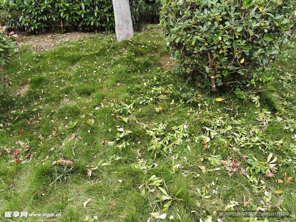 绿草间散落的白色花瓣