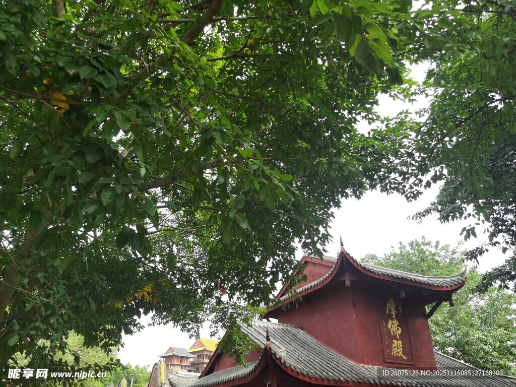 绿树掩映下的中式古建筑