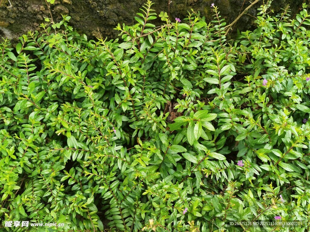 翠绿繁茂的植物景观