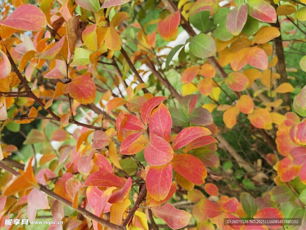 秋日斑斓树叶特写