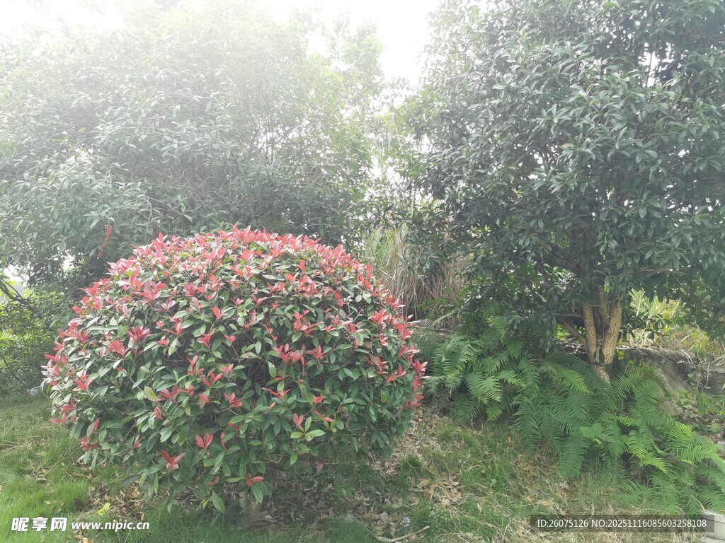 球形花卉绿植景观