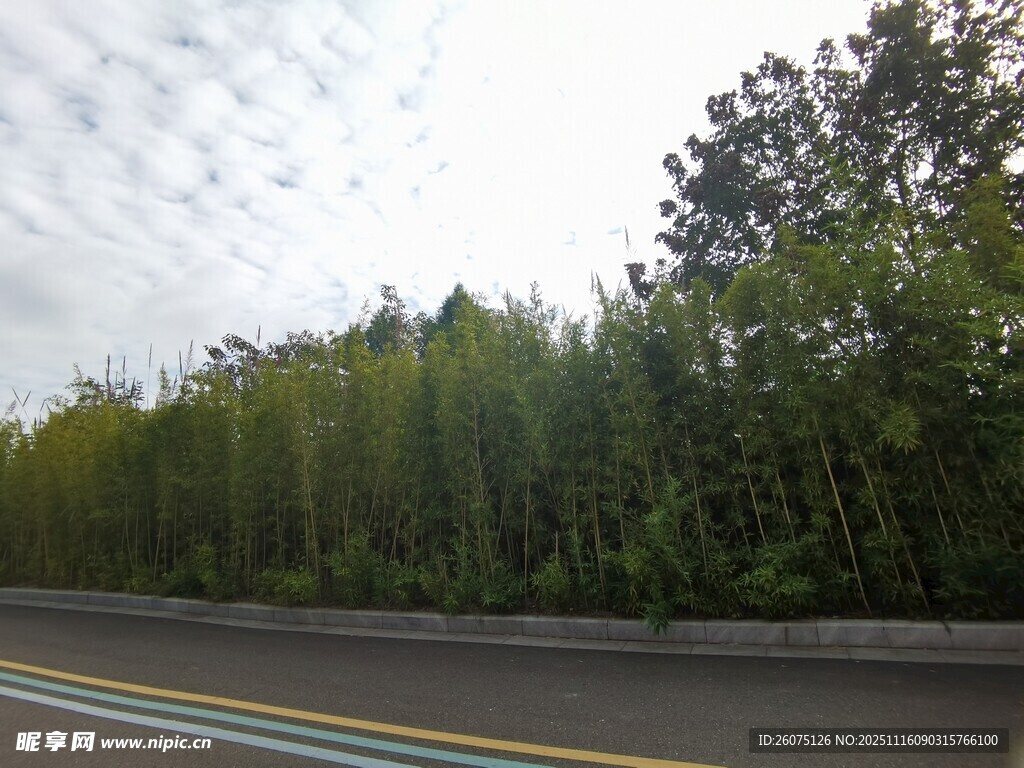 公路旁葱郁的竹林景观